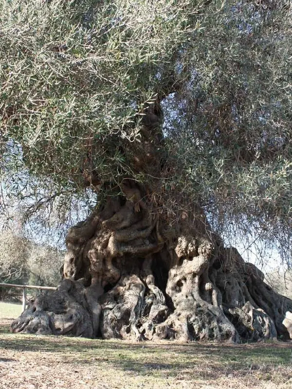 Olivo e olio