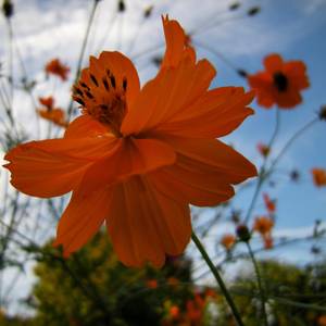 fiori-13