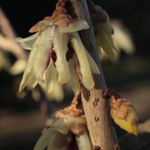 fiori-37