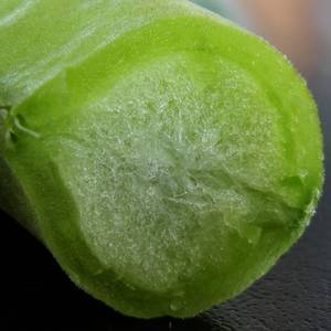 frutti-e-semi-3