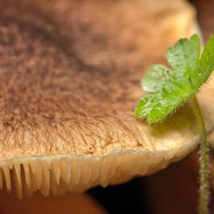 funghi-4