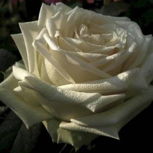 fiori-31
