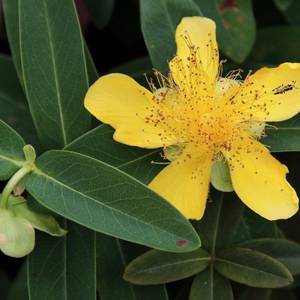fiori-19
