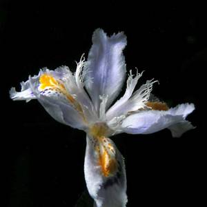 fiori-16