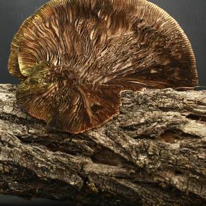funghi-3