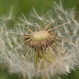 fiori-25