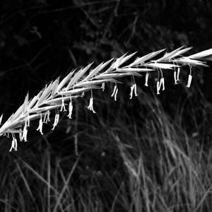 macro-17