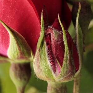 fiori-34