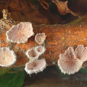 funghi-6