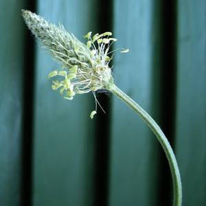 fiori-12