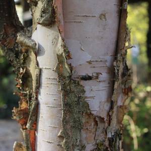 legno-2