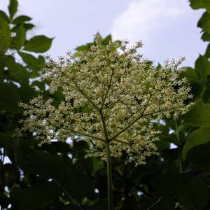 fiori-27