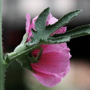 fiori-20