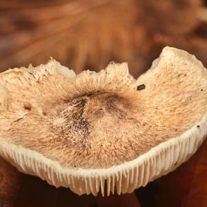 funghi-7