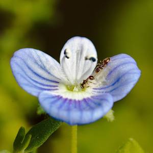 fiori-8