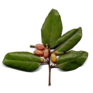frutti-e-semi-7