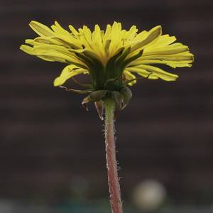 fiori-33