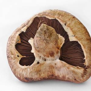 funghi-1