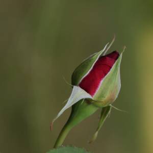 fiori-18