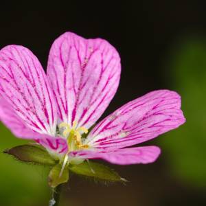 fiori-5