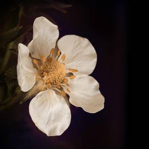 fiori-4