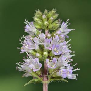 macro-10