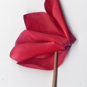 fiori-32