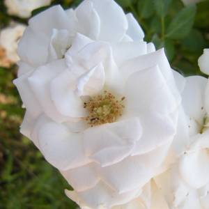 fiori-10