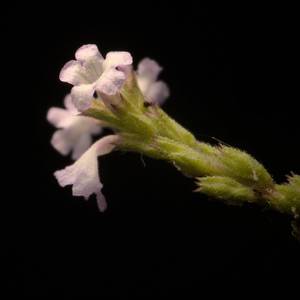 macro-6