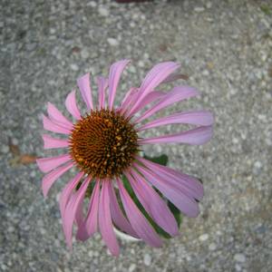 fiori-35