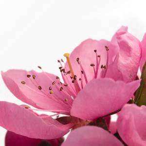 fiori-2