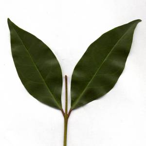 foglie-16