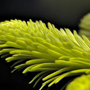 macro-11