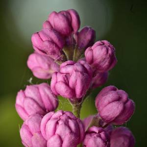 fiori-21