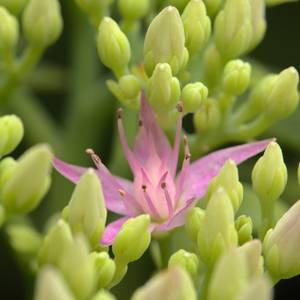 fiori-29