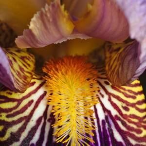 macro-2