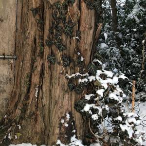 legno-4