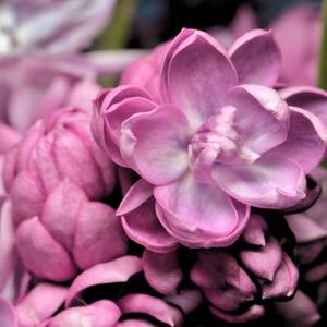 fiori-22