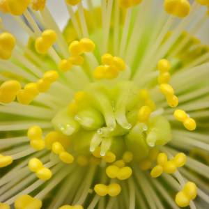 macro-8