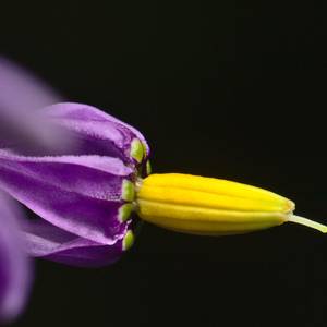 macro-15