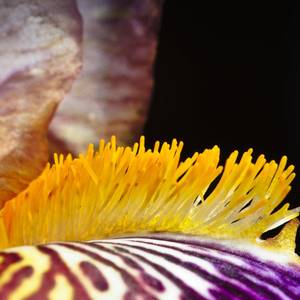 macro-1