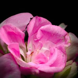 fiori-3