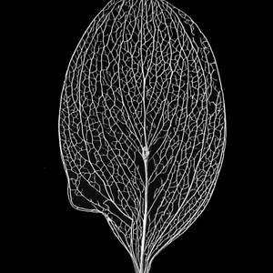 foglie-3
