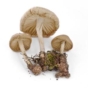 funghi-2