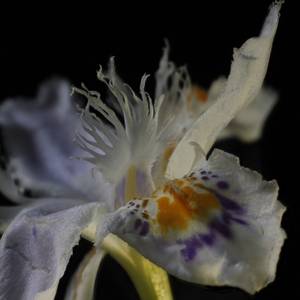 fiori-30