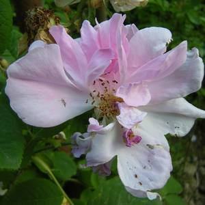 fiori-15