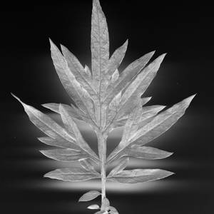 macro-16