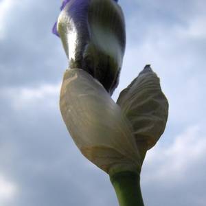 fiori-36