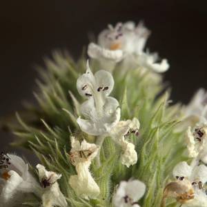 macro-5