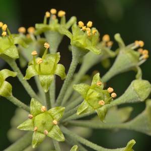 macro-13